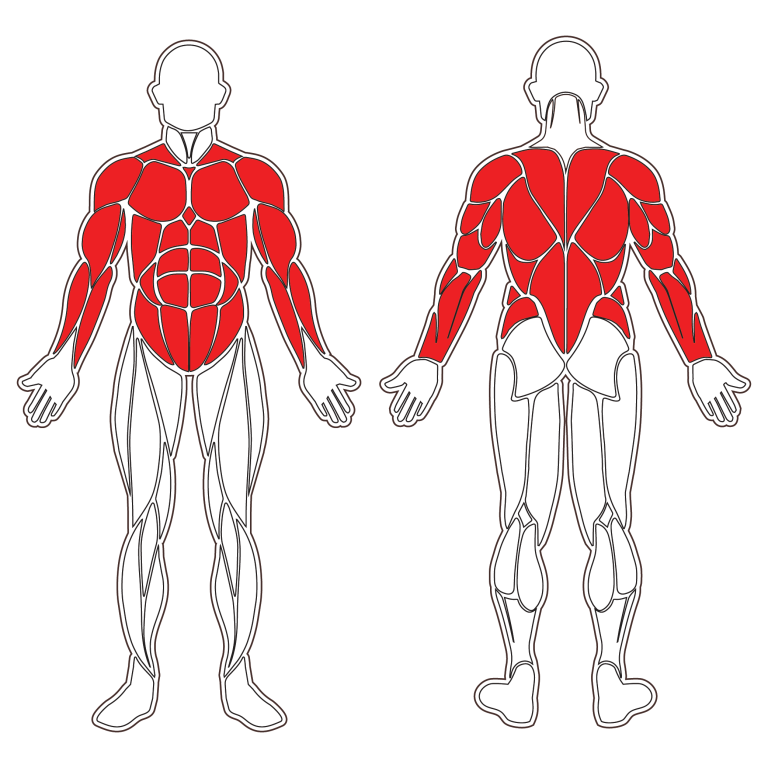 Travail des tractions sur barre fixe