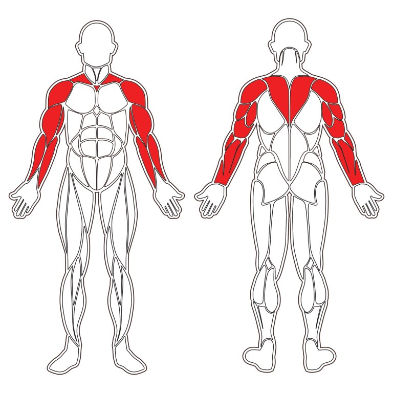 Travail du biceps
